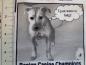 Preview: Patchworkstoff in Zeitungsoptik mit Texten und Bildern zum Thema Hund und Hundehalter. Detailansicht mit Maß.